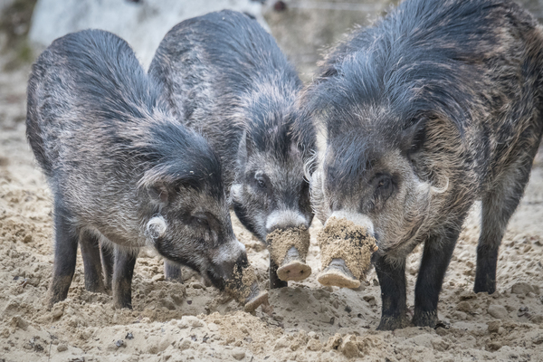 © Visayas-Pustelschweine im Tierpark Hellabrunn // Daniela Hierl