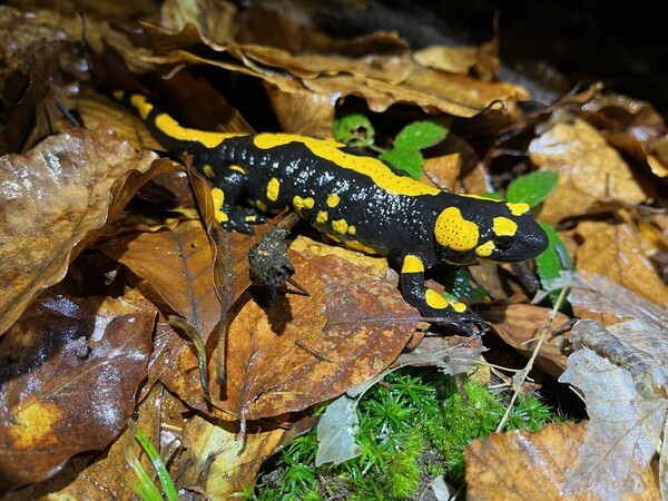 © Der Feuersalamander, der Lurchi aus unser „Schuhkindheit“ ist durch eine tödliche Pilzkrankheit bedroht; Foto: M. Schmidberger